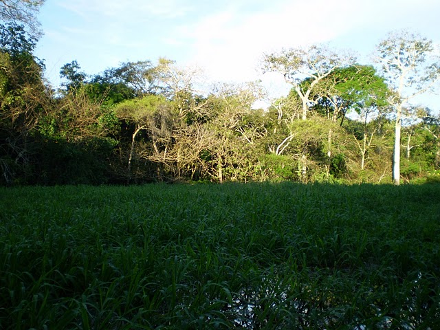 Amazonas