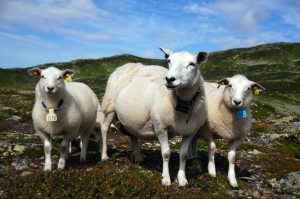 lammelår og fårikål?