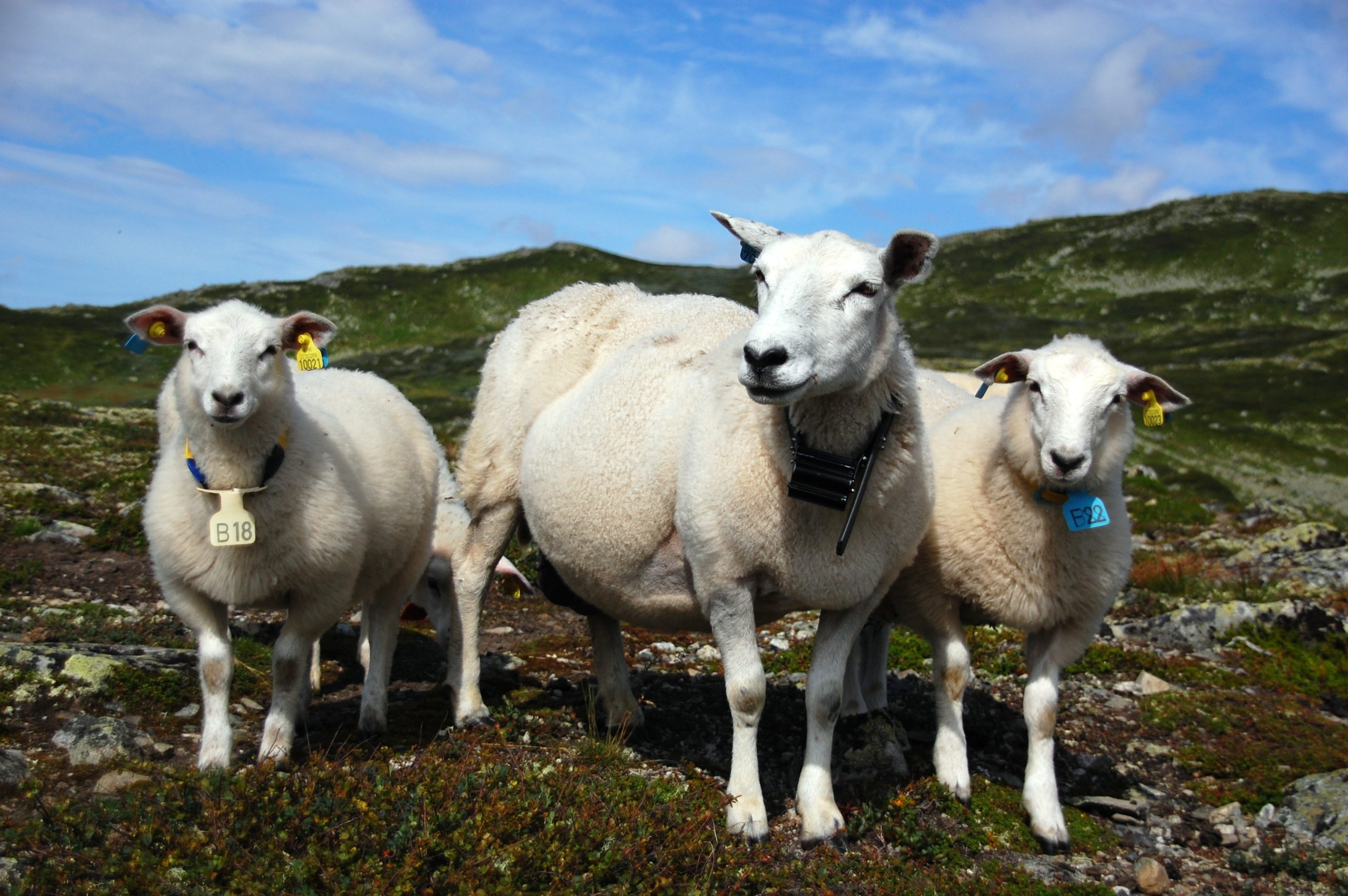 Her Lammelår og Frøken Fårikål på beite