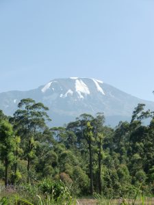 Mitt gresshoppe-Afrika