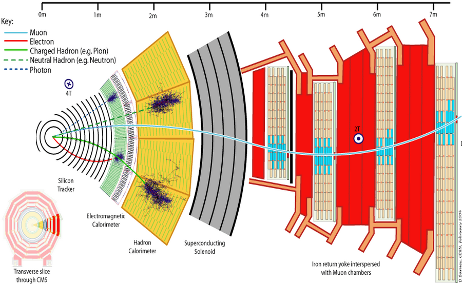 detektor Utsnitt av CMS-detektoren ved CERN