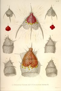 Haeckel