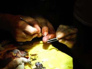 En padde til besvær