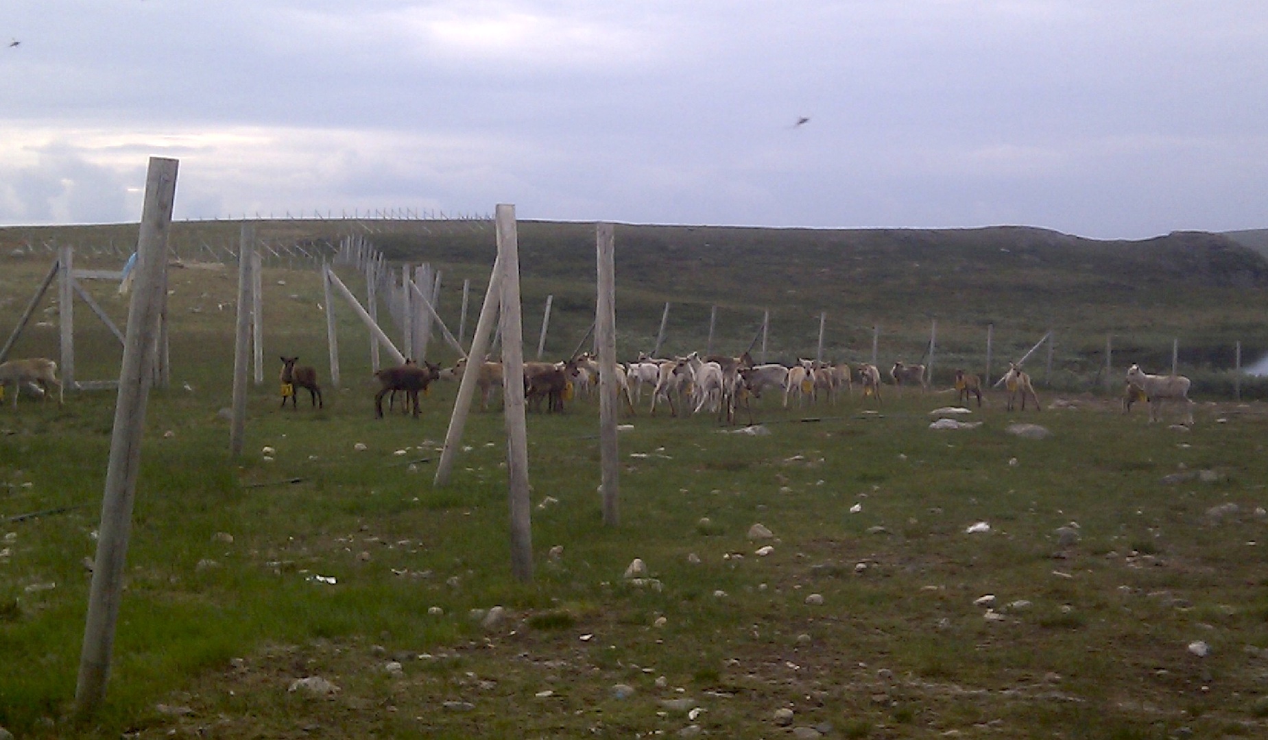 Kalvemerking (foto: Marit Anne Bongo)