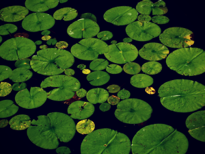 Farlige forbindelser