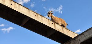 Bukkene Bruse – en digital eventyrfortelling