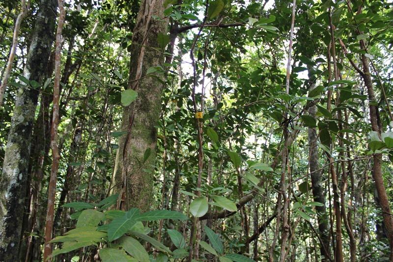 Forvokst og tett skog Guava planten på Mauritius
